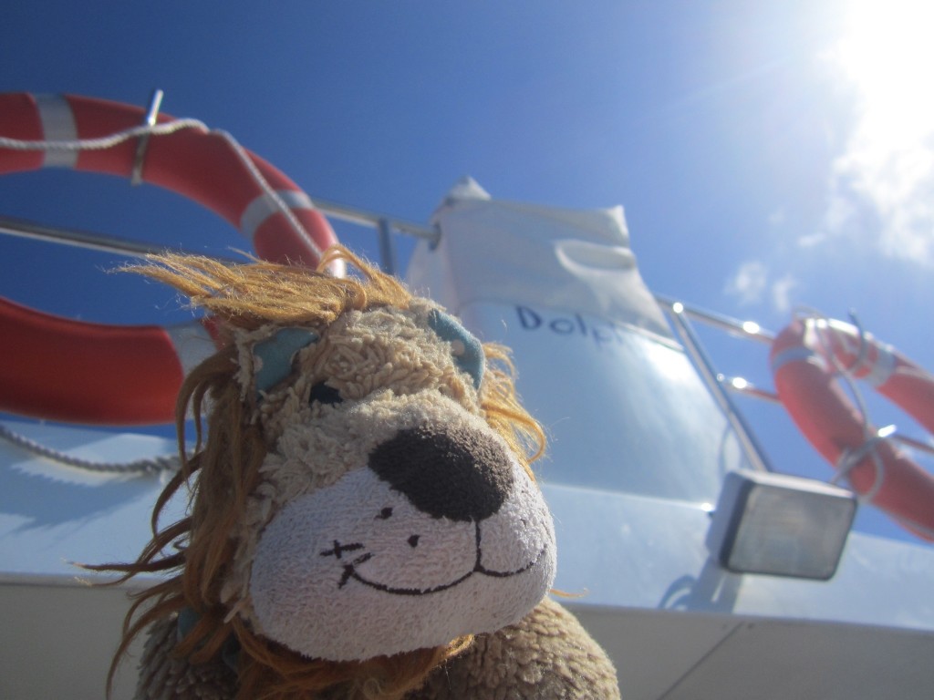 Lewis the Lion on the Dolphin Encounters boat