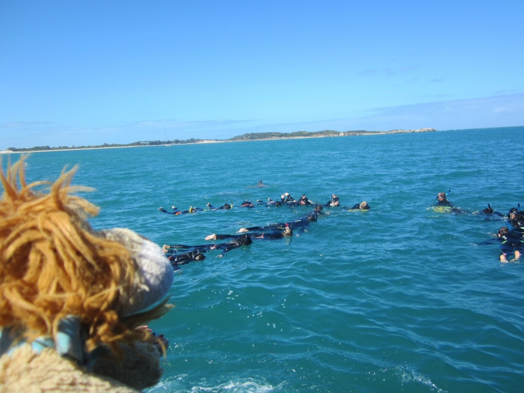 Lewis the Lion watches the dolphins swim around the chain of snorkellers