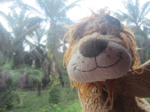 Lewis the Lion passes fields and fields of palm tree plantations