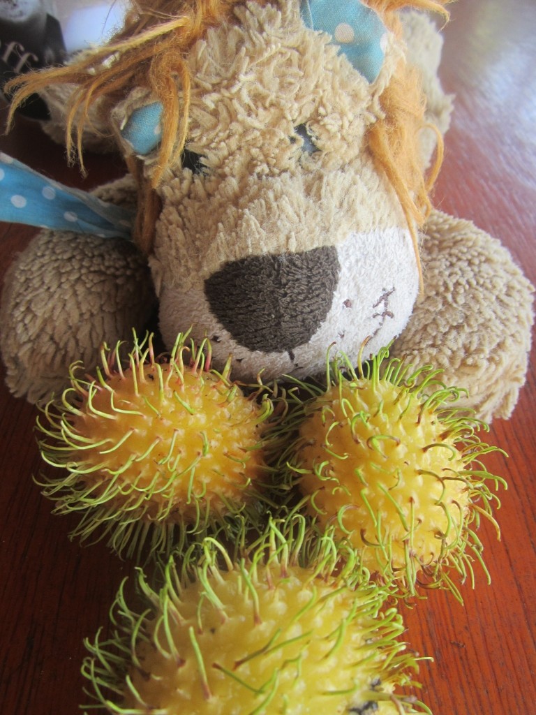Lewis the Lion checks out the rubbery rambutans