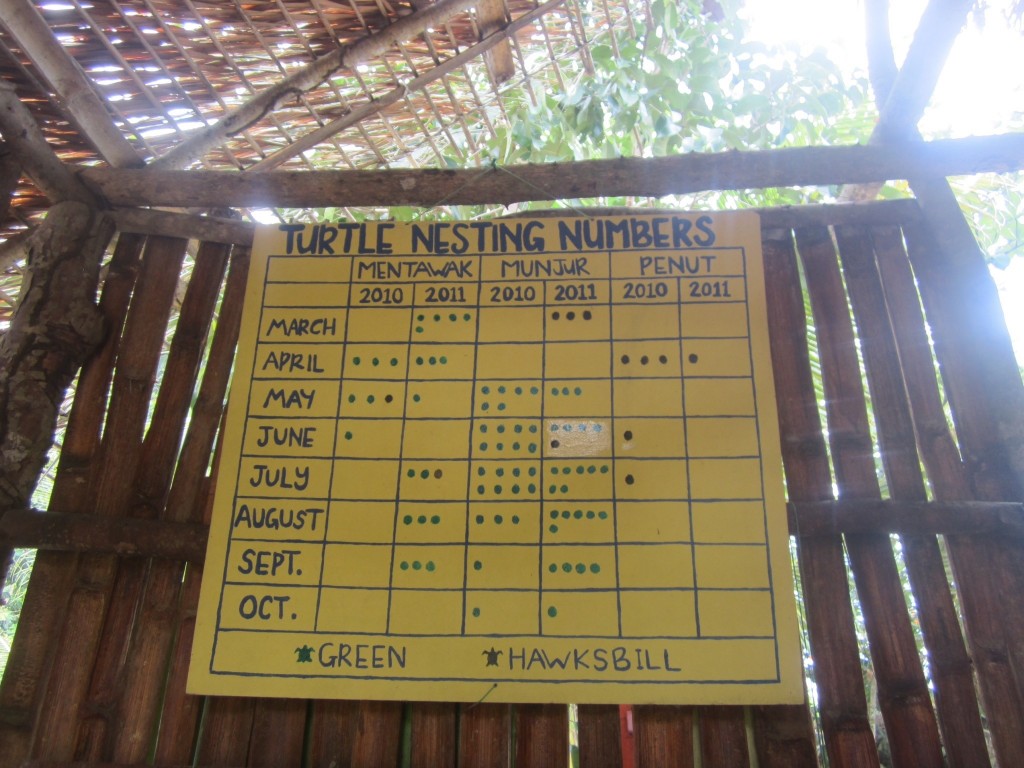 Charts carefully track turtle nesting numbers