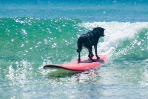 Black Dog Surfing Company