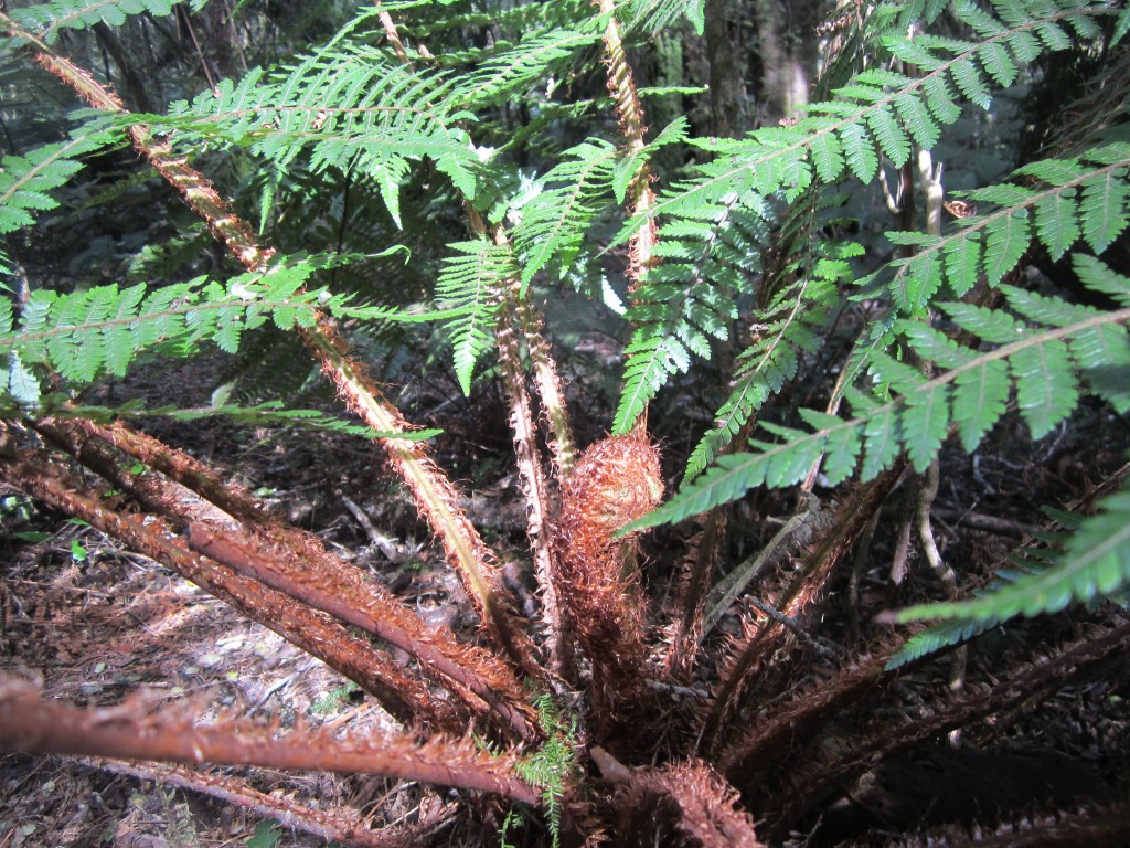 A koru unfurling