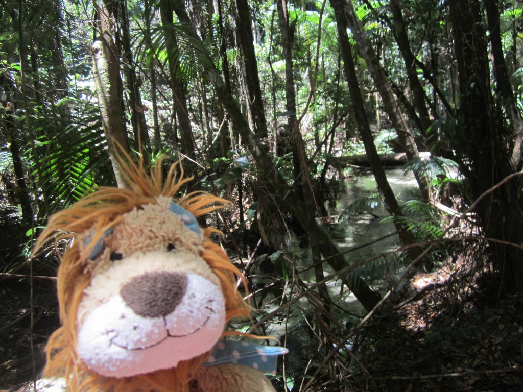 Fraser Island surprisingly has a rainforest