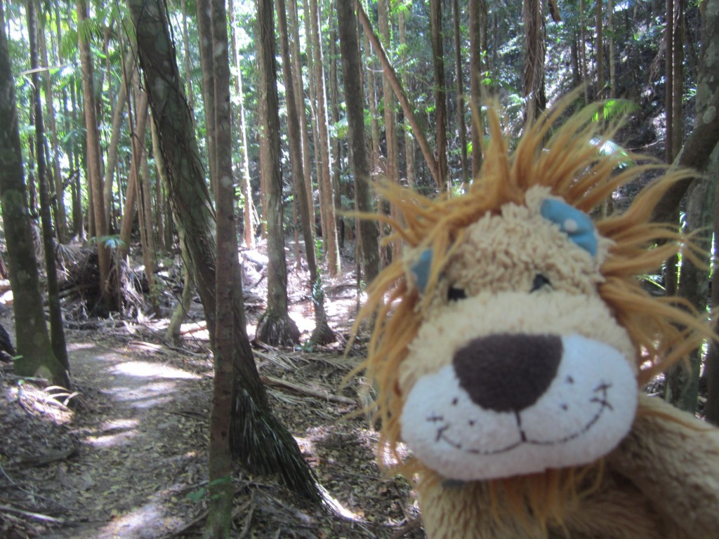 Lewis the Lion has a pleasant stroll through Fraser Island's rainforest