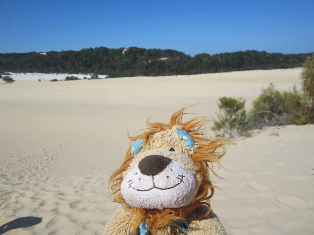 Lewis the Lion climbs some sand dunes