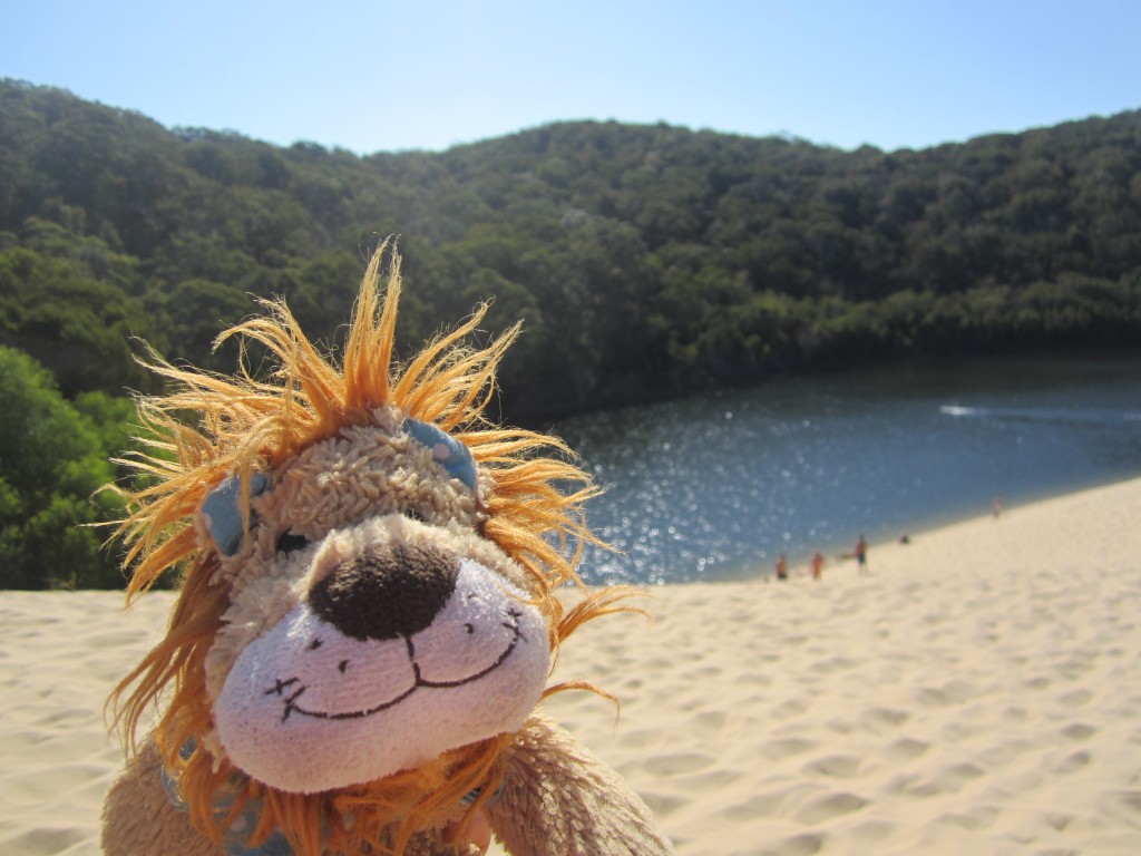 Lewis the Lion relaxes by the deep Lake Wabby