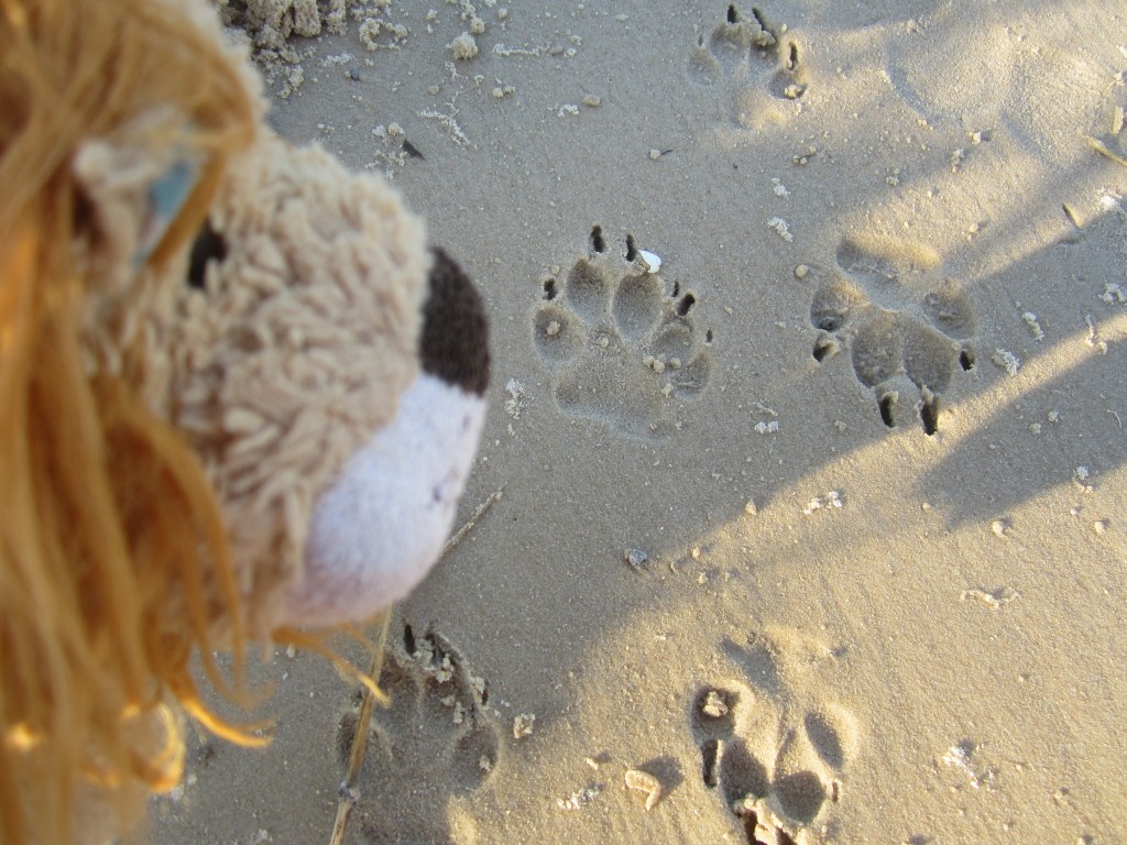 Lewis notices some fresh dingo paw prints in the sand