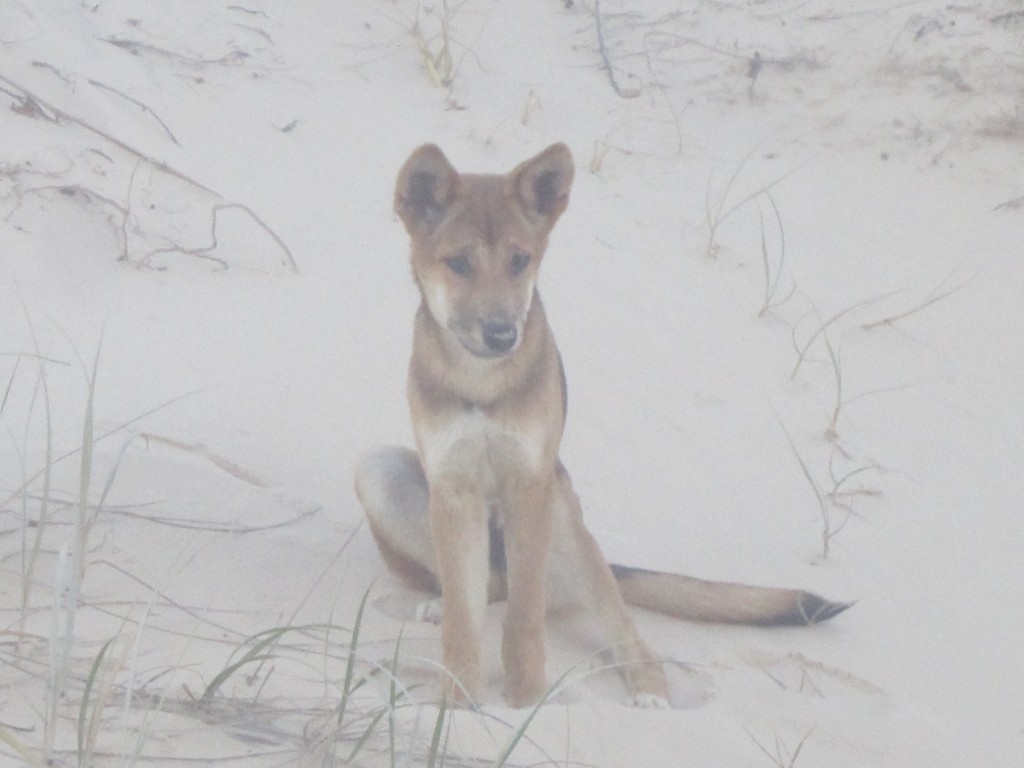 A dingo puppy rests on the sandy bank