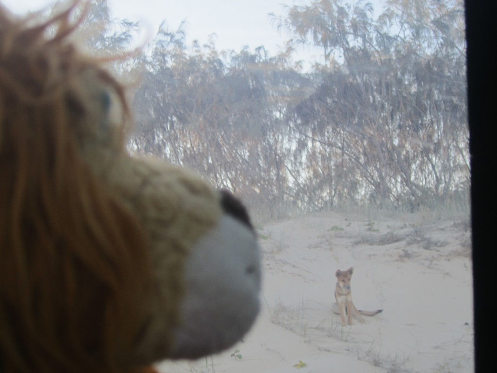 Lewis the Lion sees the wild dingo through the coach window
