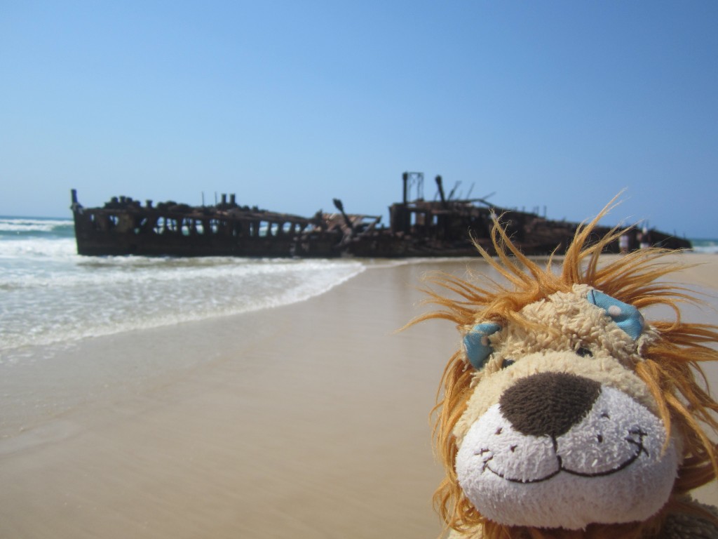 Lewis the Lion looks on the shipwreck near Eli Creek