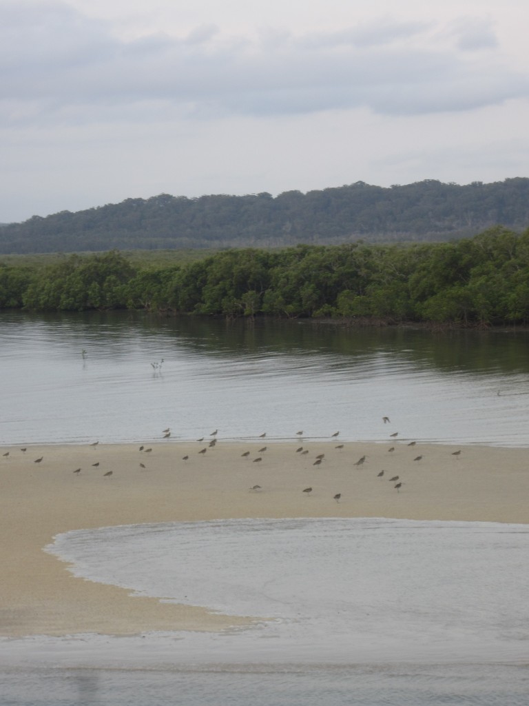 Birds gather on the banks as if to greet a final farewell to the tourists