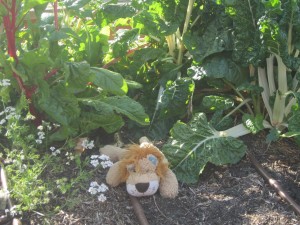 Lewis the Lion lies near the strawberries