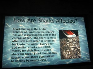 The terrible practice of Shark Finning