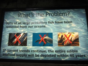 Destruction of the fish in the oceans