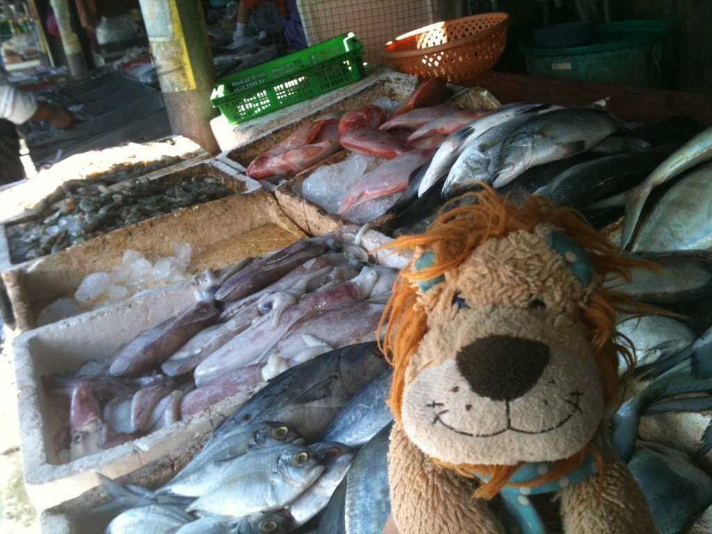 Lewis the Lion sees a range of local fish