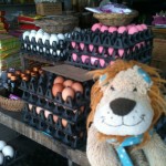 Lewis the Lion sees some different coloured eggs