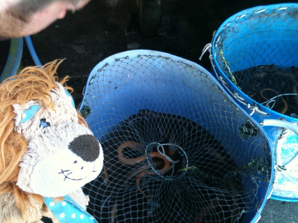 Lewis the Lion sees some live eels in this Thai market