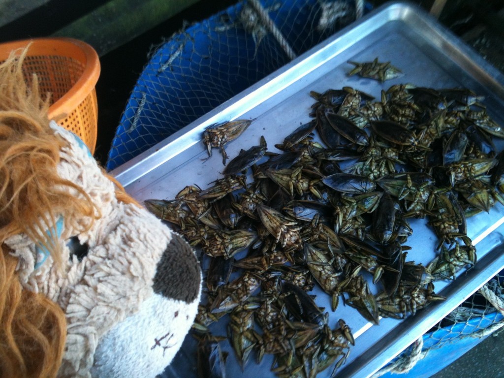 Cockroaches are used to flavour food!