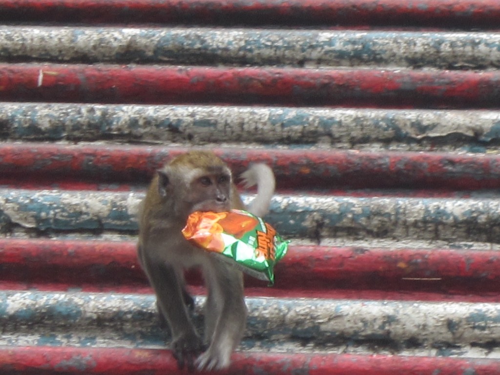 A cheeky monkey runs off with a packet of crisps!
