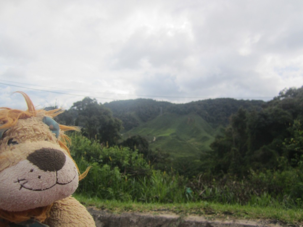 Lewis the Lion gets his first view of the tea plantations
