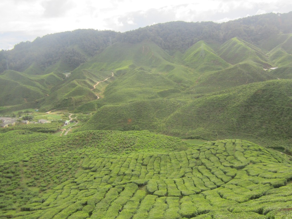 A stunning view over the Cameron Valley tea plantations
