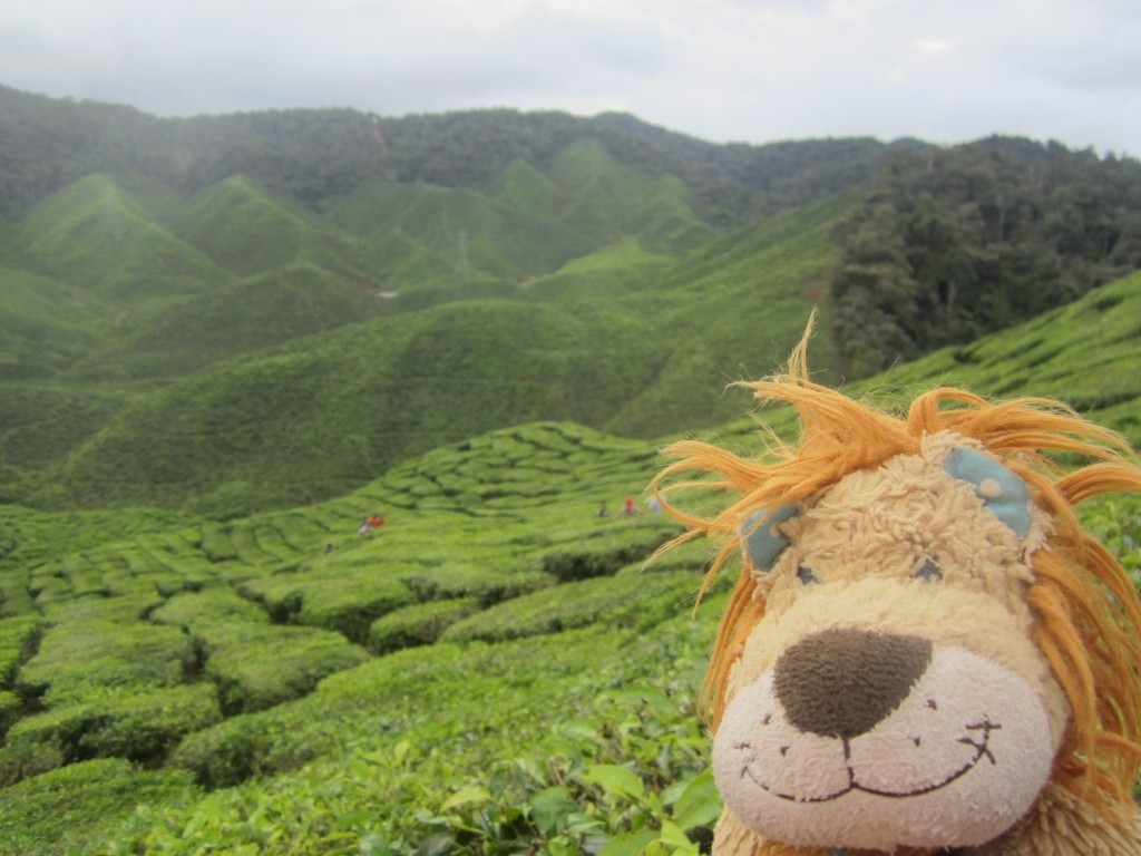 Lewis thinks the tea plantations look like a maze