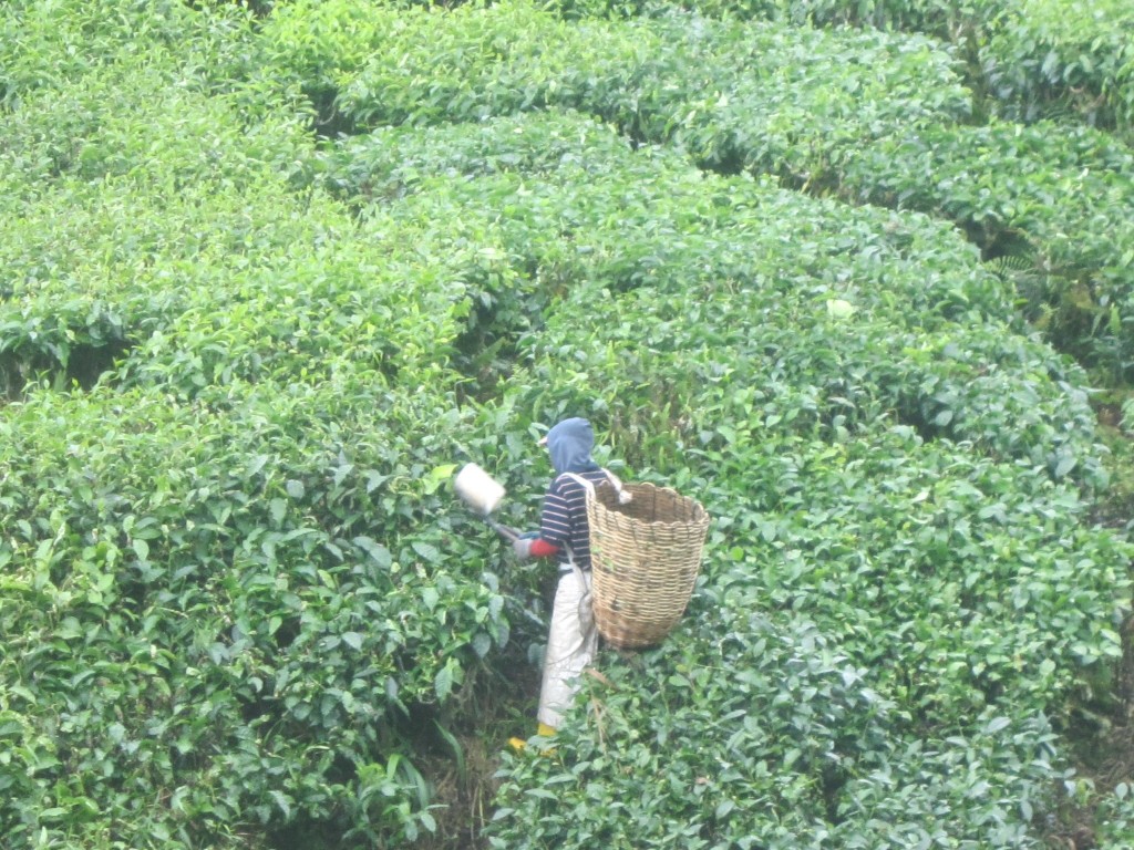 A tea clipper throws the tea into the basket behind his head