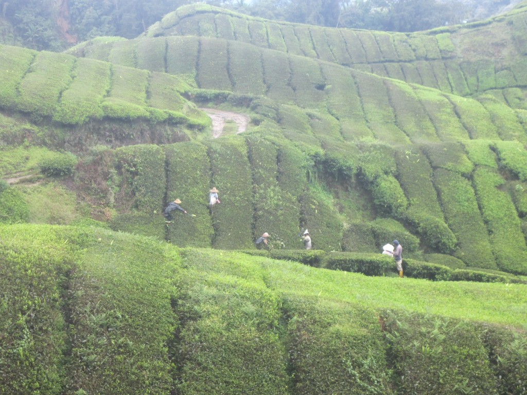 The tea pickers work in the rolling hills