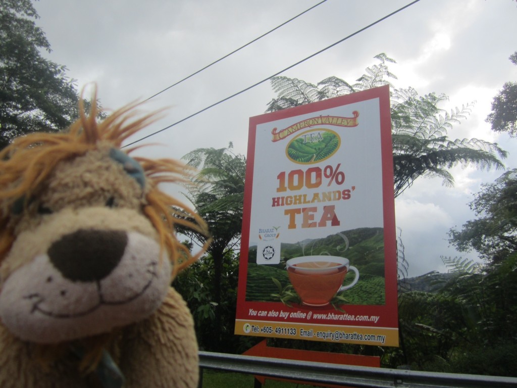 Lewis the Lion has a cup of tea in the Cameron Highlands
