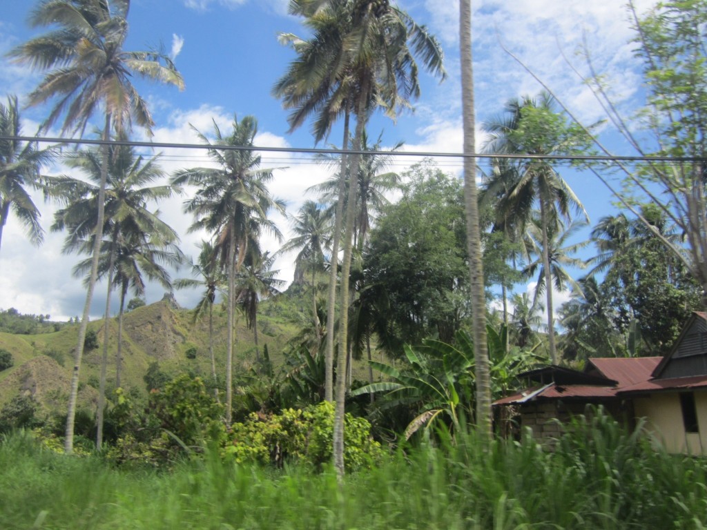 Palm trees and banana trees fill up the landscape