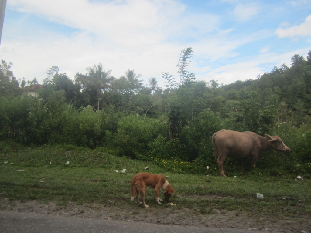 Buffaloes and dogs rummage by the roadside