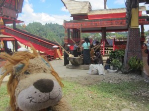 Lewis the Lion enjoys listening to the rhythmical beats