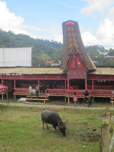 A water buffalo grazes in front of a traditional Torajan store house