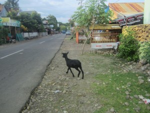 Goats roam freely along the Pantai Bira streets