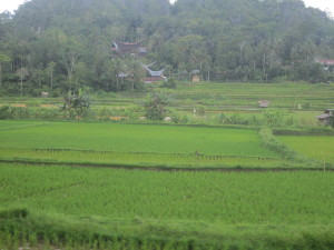 Rice fields of Tana Toraja, Sulawesi, Indonesia
