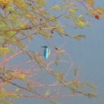 A kingfisher