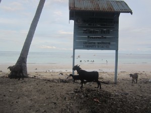 Goats rummage for food near the beach