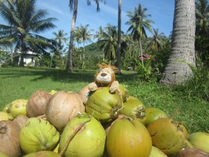 Here he is in a coconut stack!