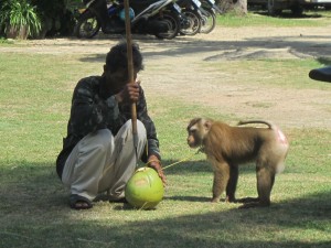The monkey keeper pierces open a fresh coconut for his monkey