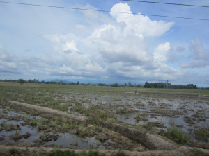 Many rice fields can be seen on the drive to Pantai Bira