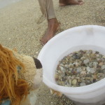 The bucket is filled with water to keep the cockles as fresh as possible