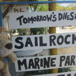 Lewis the Lion checks out the local dive sites