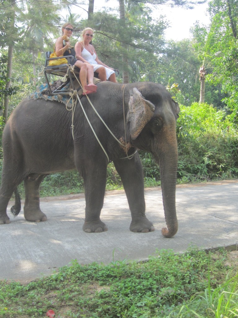 The elephant moves towards the jungle trek