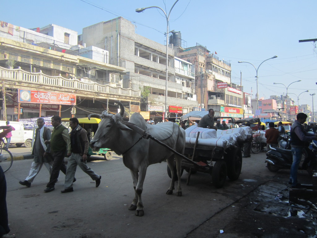 Cows can commonly be seen on the roads