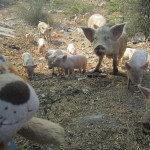 Lewis greets a family of pigs by the roadside
