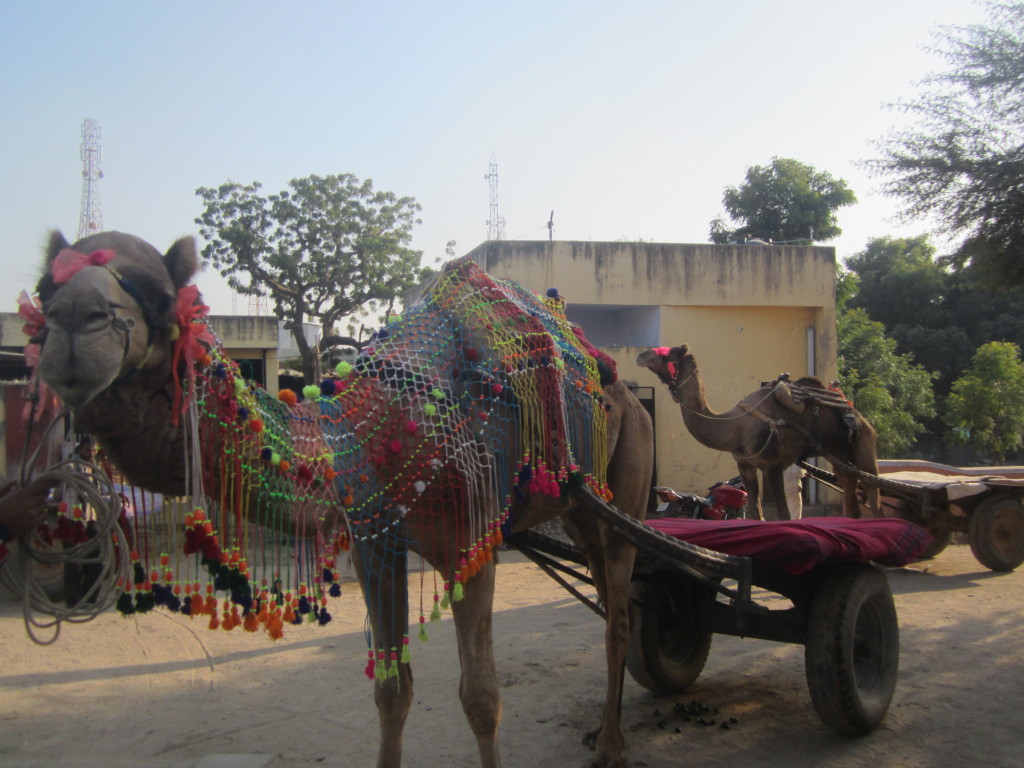 The camel carts