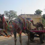 The camel carts