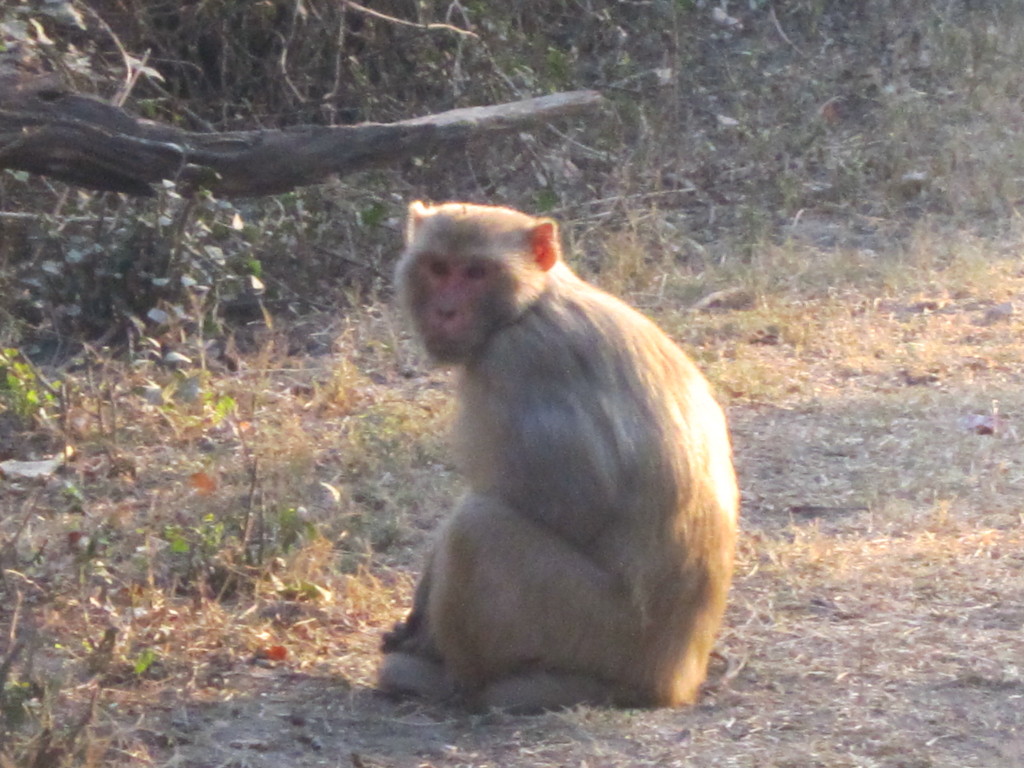 A macaque monkey sits on the path