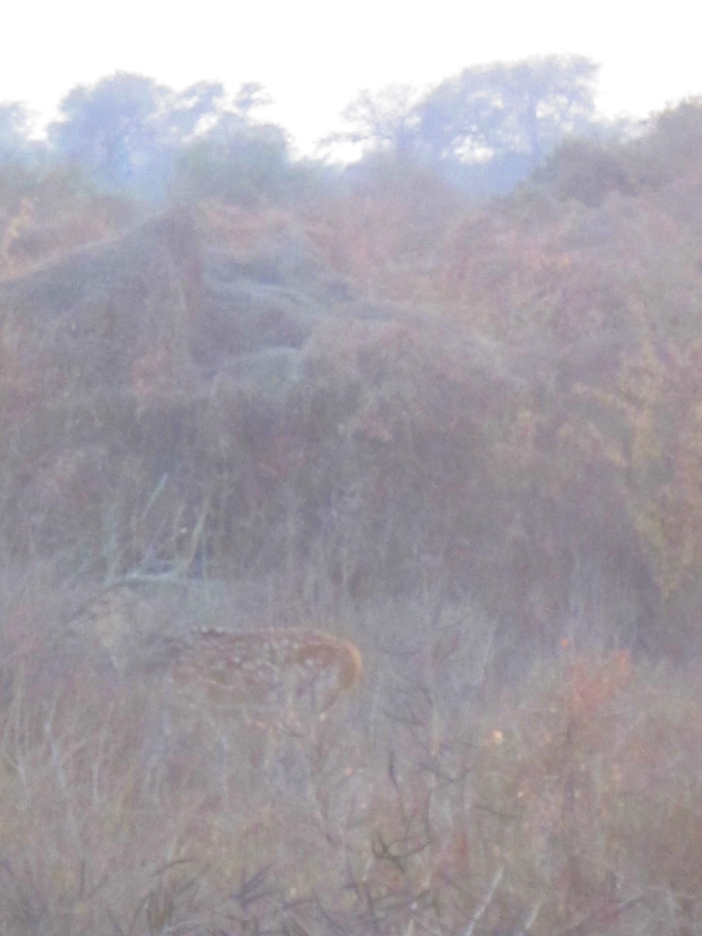 A spotted deer camouflaged in the scrubland